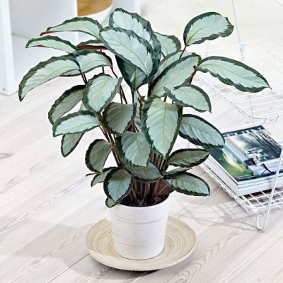 Calathea picturata 'Argentea' - The Palm Centre
