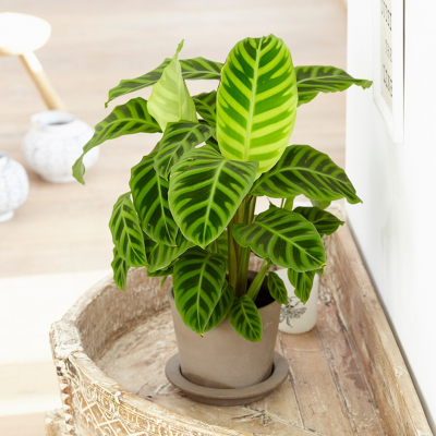 Goeppertia zebrina - The zebra plant (marantaceae) (syn Calathea )