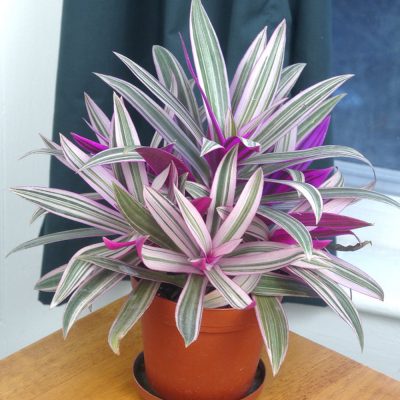 Rhoeo ‘Tricolor’ (Tradescantia spathaea)