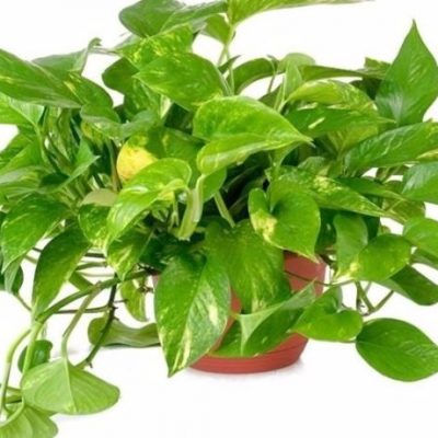 planta-potus-lemon-colgante-grande-bowl-n18-D_NQ_NP_838999-MLA27587080824_062018-F